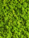 Green Reindeer Moss Wall Art