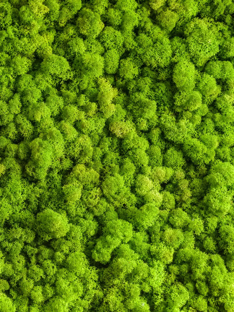 Green Reindeer Moss Wall Art