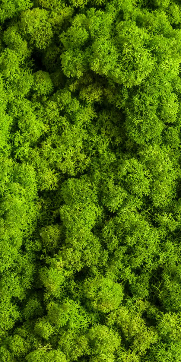 Green Reindeer Moss Wall Art
