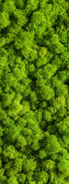 Green Reindeer Moss Wall Art