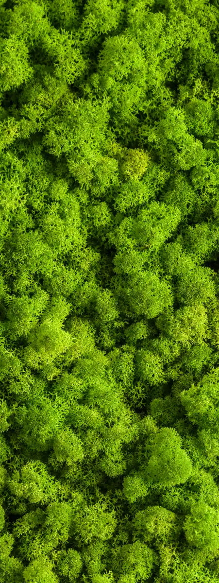 Green Reindeer Moss Wall Art