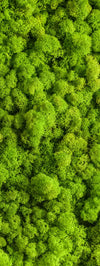 Green Reindeer Moss Wall Art
