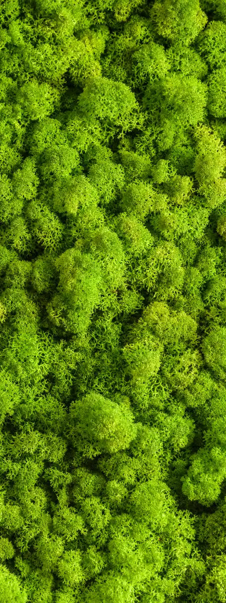 Green Reindeer Moss Wall Art