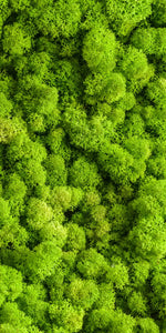 Green Reindeer Moss Wall Art
