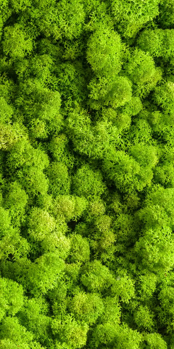 Green Reindeer Moss Wall Art