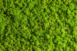 Green Reindeer Moss Wall Art