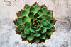 Grunge Succulent Wall Art