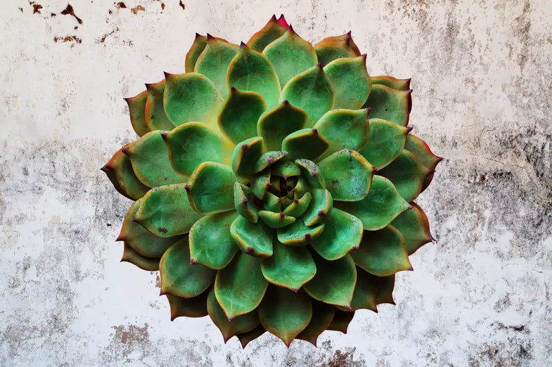 Grunge Succulent Wall Art