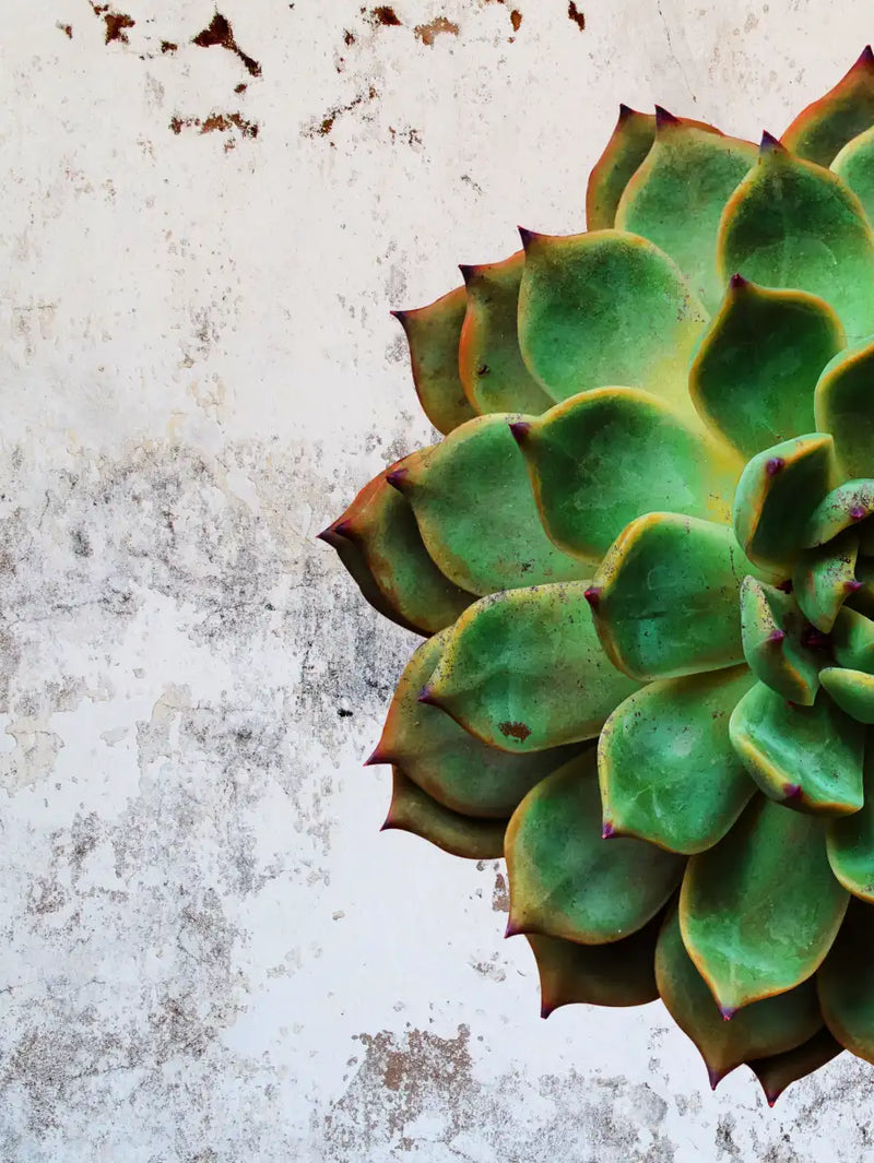 Grunge Succulent Wall Art