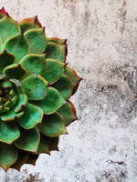 Grunge Succulent Wall Art