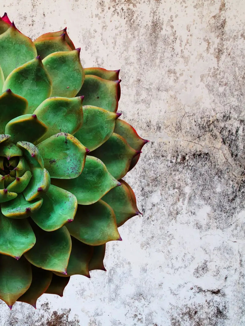 Grunge Succulent Wall Art