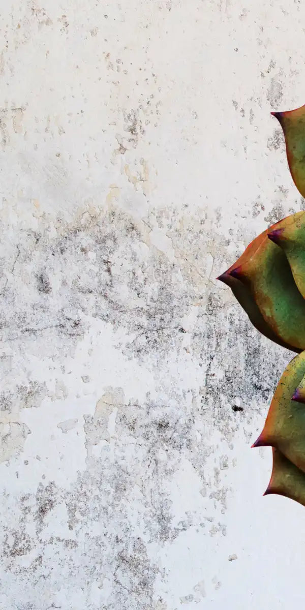 Grunge Succulent Wall Art