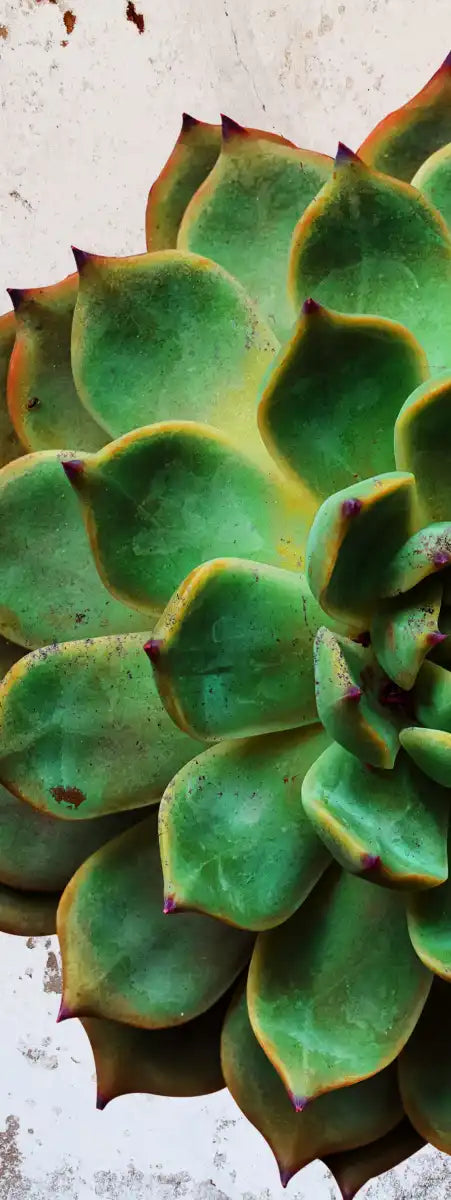 Grunge Succulent Wall Art