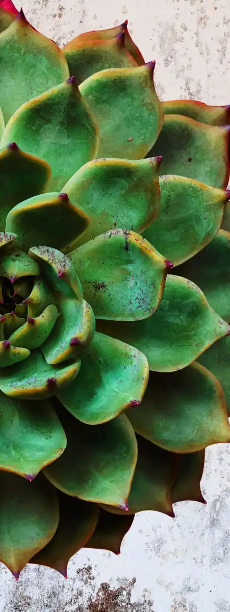 Grunge Succulent Wall Art