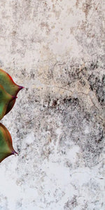 Grunge Succulent Wall Art