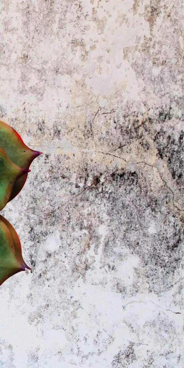 Grunge Succulent Wall Art