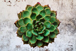 Grunge Succulent Wall Art