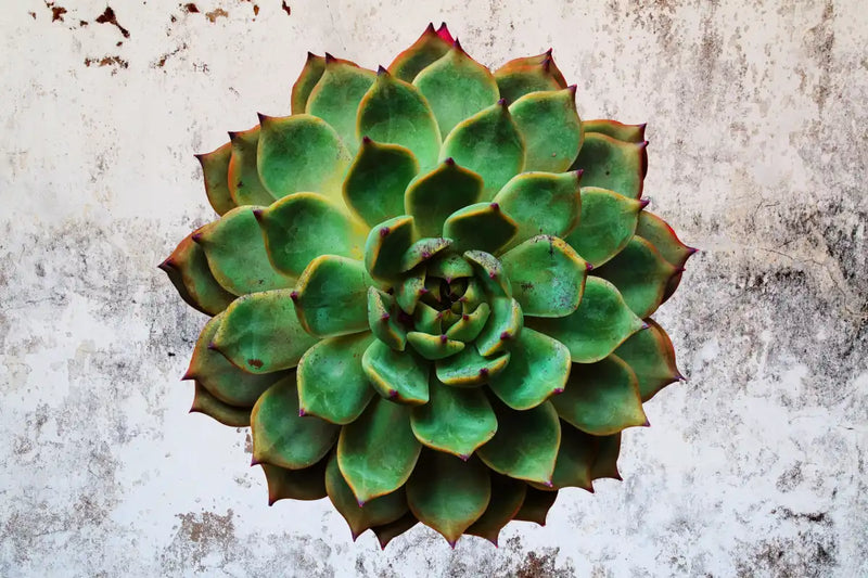 Grunge Succulent Wall Art