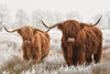 Hairy Scottish Highland Cows Wall Art