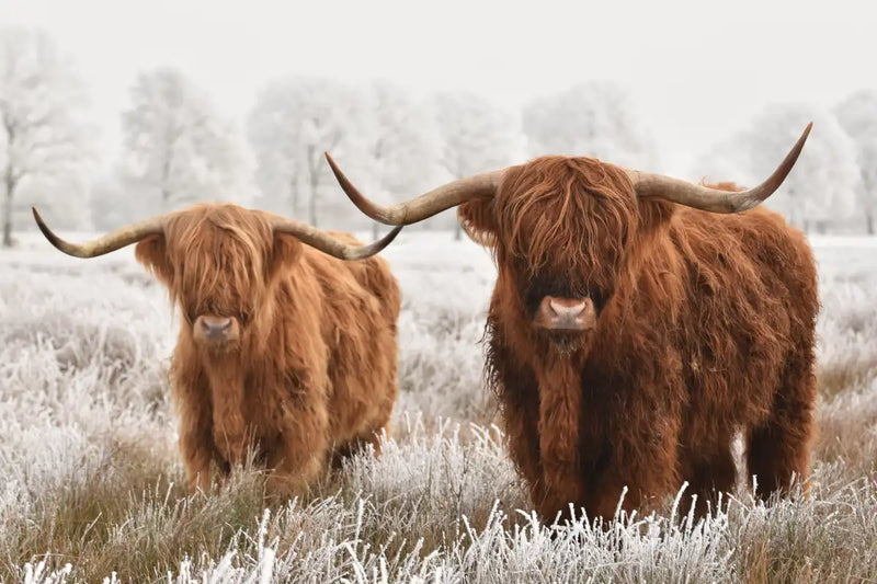 Hairy Scottish Highland Cows Wall Art
