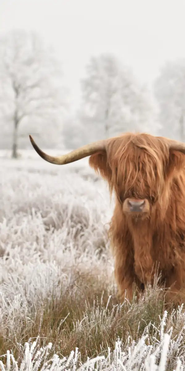 Hairy Scottish Highland Cows Wall Art