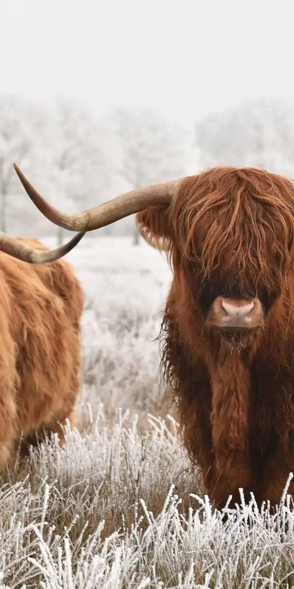 Hairy Scottish Highland Cows Wall Art