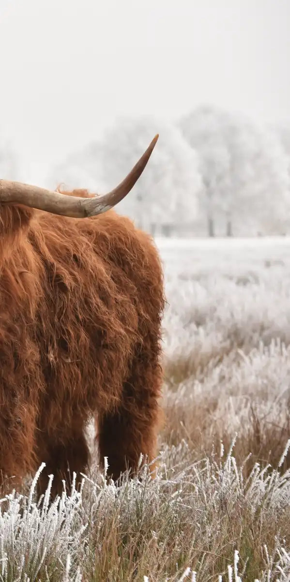 Hairy Scottish Highland Cows Wall Art