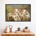Stunned Sheep Wall Art