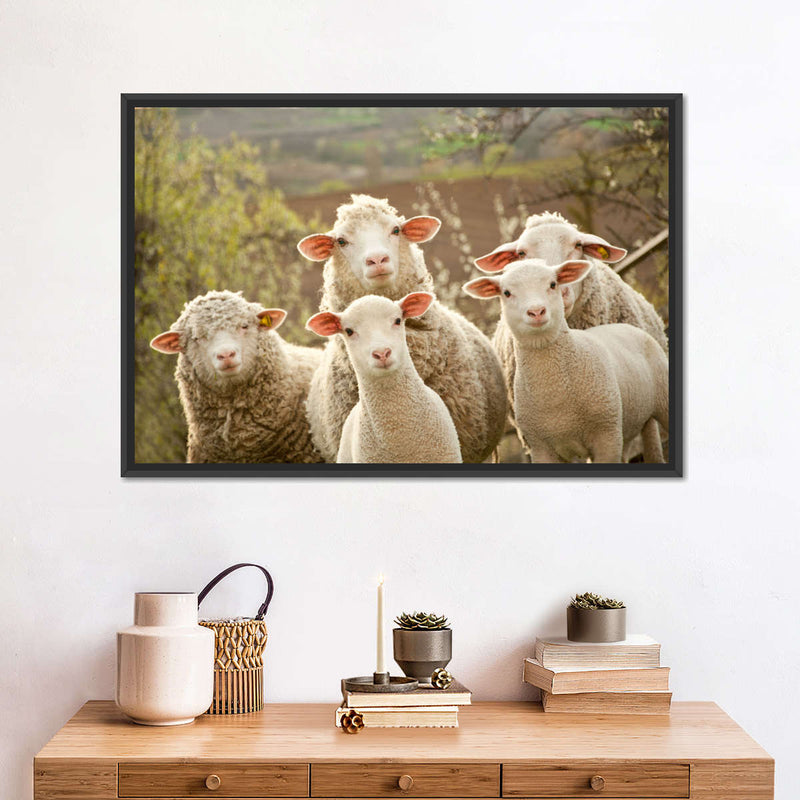 Stunned Sheep Wall Art