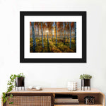 Swedish Birch Forest Wall Art