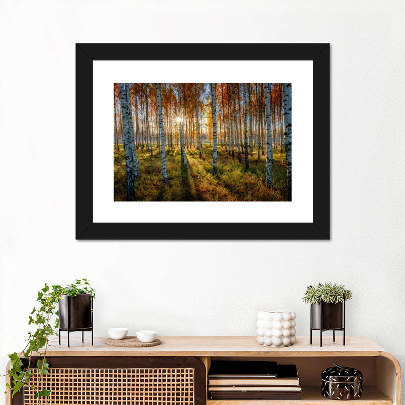Swedish Birch Forest Wall Art