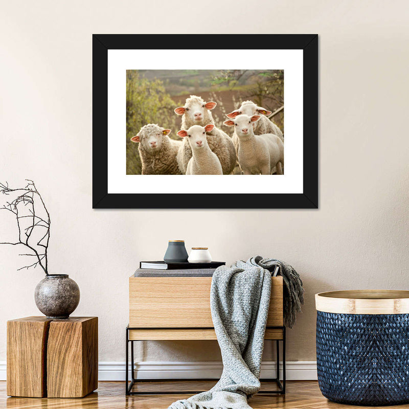 Stunned Sheep Wall Art