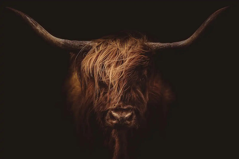 Handsome Highland Cow Wall Art