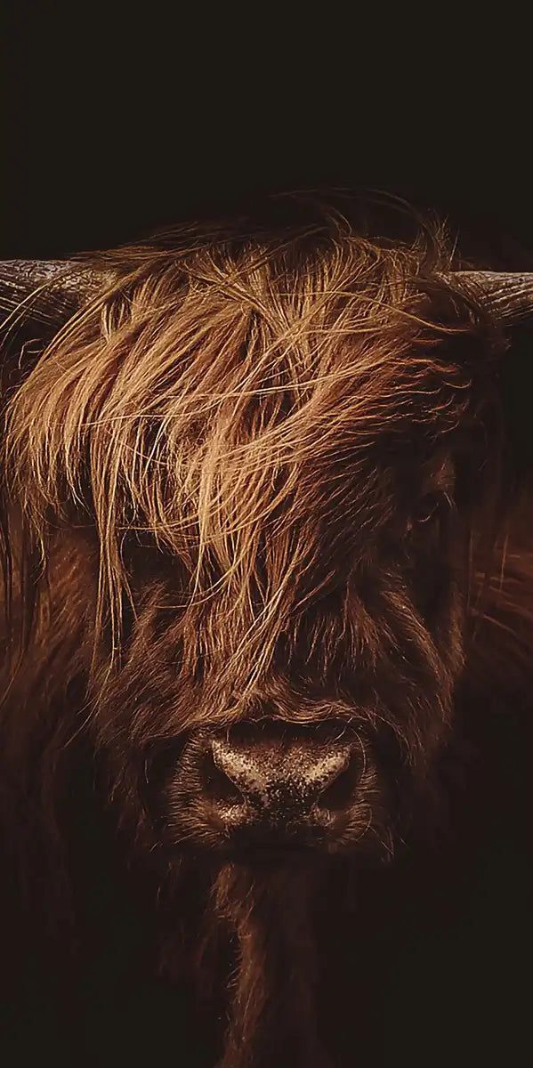 Handsome Highland Cow Wall Art