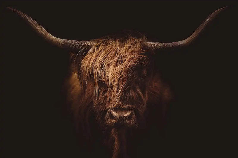 Handsome Highland Cow Wall Art