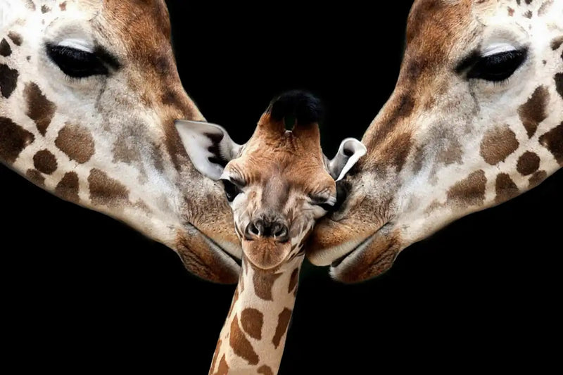Happy Giraffe Family Wall Art