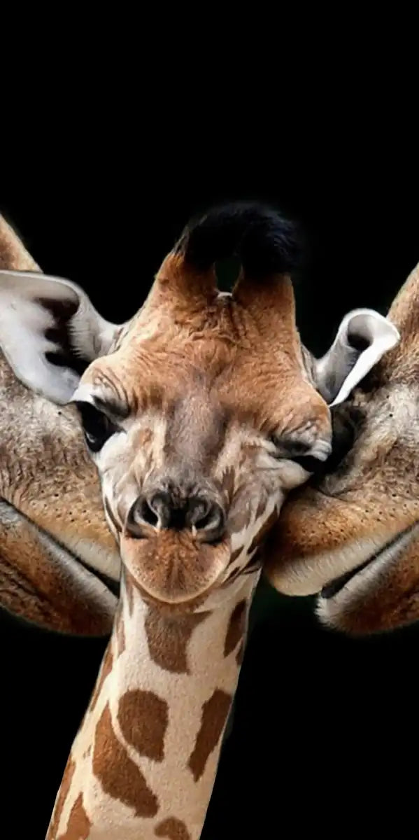 Happy Giraffe Family Wall Art