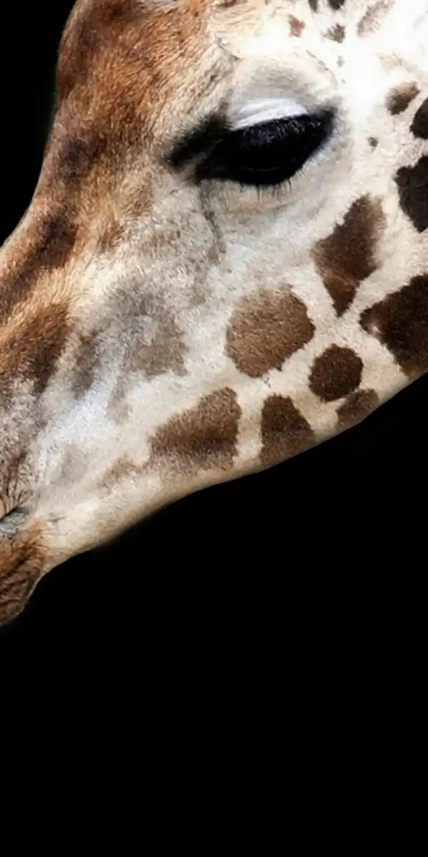 Happy Giraffe Family Wall Art