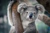 Happy Koala Wall Art