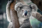 Happy Koala Wall Art