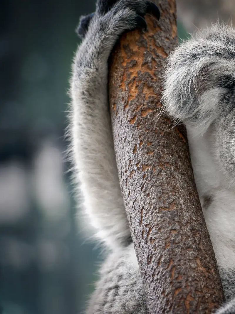 Happy Koala Wall Art