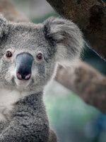 Happy Koala Wall Art