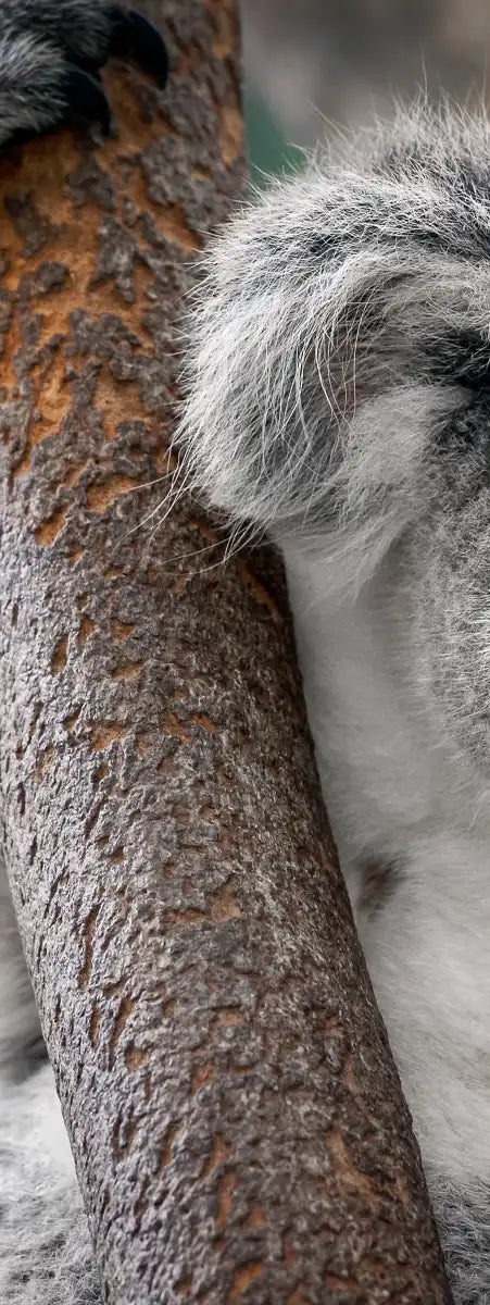 Happy Koala Wall Art