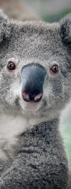 Happy Koala Wall Art
