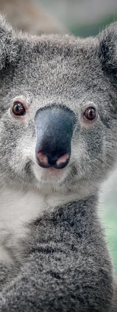 Happy Koala Wall Art
