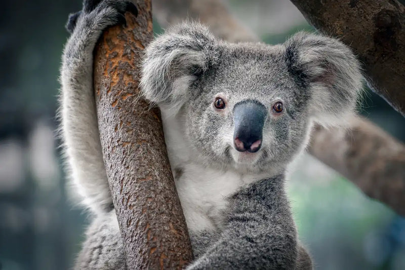 Happy Koala Wall Art
