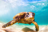 Hawaiian Turtle Wall Art