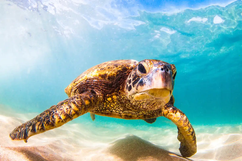 Hawaiian Turtle Wall Art