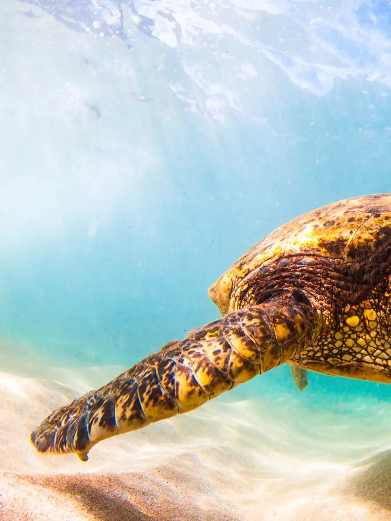 Hawaiian Turtle Wall Art