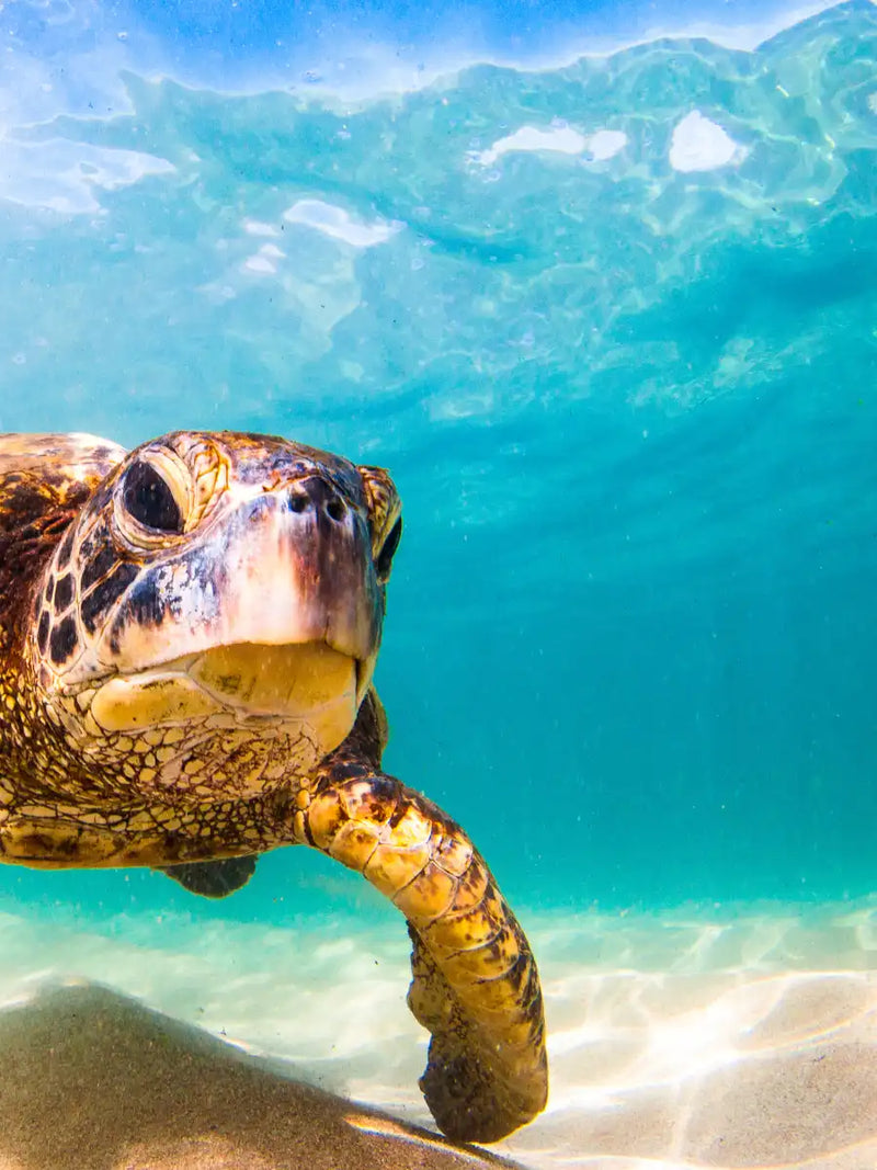 Hawaiian Turtle Wall Art